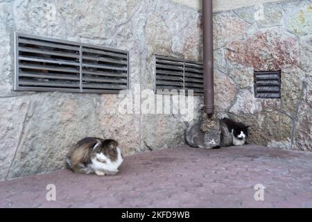 Vier flauschige Katzen huddeln bei kaltem Wetter im Herbst oder Winter an der Wand mit Belüftung draußen. Stockfoto