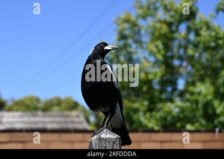 Männliche australische Elster hoch oben auf einem Holzzaunpfahl in einem Vorstadthof, der Vogel dreht seinen Kopf, um über seine Schulter zu schauen, an klaren Tagen Stockfoto