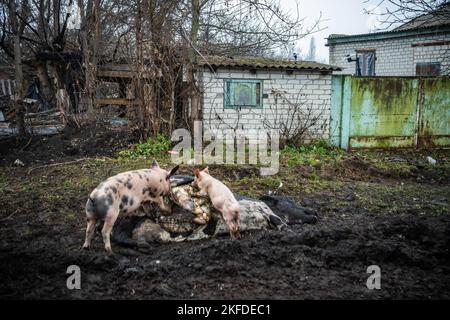 Makiiwka, Ukraine. 16.. November 2022. Ein Hausschwein und Ferkel fressen von einer toten Kuh im Dorf Makiivka im Donbas. Nur wenige Tage nach der Befreiung der Stadt von der russischen Besatzung durch ukrainische Truppen fanden schwere Kämpfe um das Dorf Makiiwka im Gebiet Luhansk statt. Kredit: SOPA Images Limited/Alamy Live Nachrichten Stockfoto