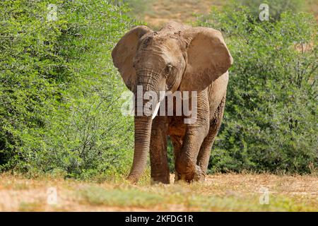Ein großer afrikanischer Elefantenbulle (Loxodonta africana), der in einem natürlichen Lebensraum, Addo Elephant National Park, Südafrika, spazieren geht Stockfoto