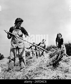 Nicht identifizierte britische Frauen, die etwa im April 1943 auf einer Farm als Teil der Women's Land Army arbeiteten und während des Zweiten Weltkriegs bei der Nahrungsmittelproduktion halfen Stockfoto