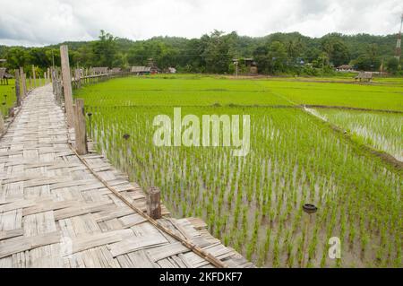 Thailand: Neu gepflanzter Reis auf den Feldern neben der Su Tong Pae Bamboo Bridge, Wat Phu Sama, Mae Hong Son. Die Bambusbrücke erstreckt sich 500 Meter über den Fluss Mae Sa Nga und Rizefields. Die Brücke ermöglicht Mönchen den Zugang von Wat Phu Sama zum kleinen Dorf im Westen. Stockfoto