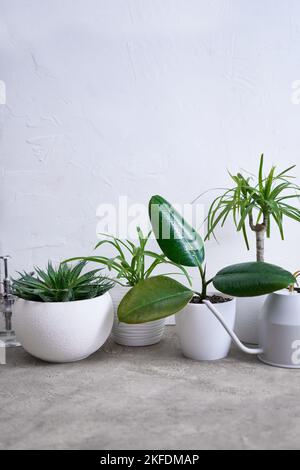 Ficus elastica und andere Hauspflanzen auf Betontisch zu Hause Stockfoto