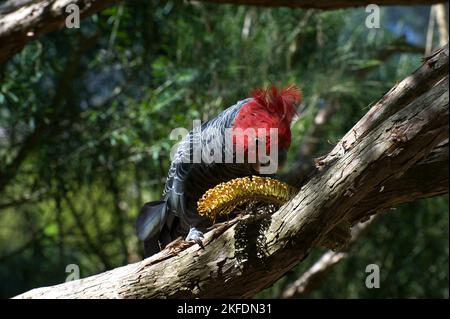 Ein Fan von Gang Gang Gang Gang Gang Cockatoos (Callocephalon Fimbriatum) hatte ihnen eine Banksia Blume zum Spielen gegeben. Dieser Mann hatte viel Spaß damit. Stockfoto