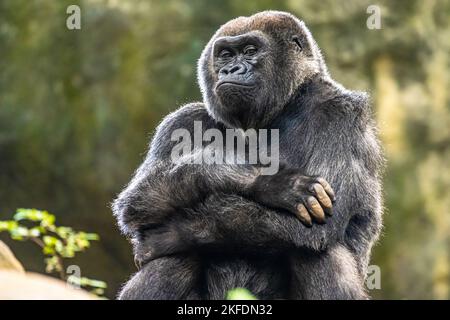 Der westliche Gorilla im Zoo Atlanta in der Nähe der Innenstadt von Atlanta, Georgia, grinst mit gefalteten Armen. (USA) Stockfoto