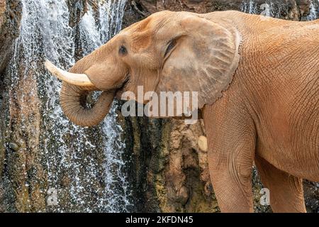 Afrikanischer Elefant (Loxodonta africana) neben einem Wasserfall im Habitat African Savanna im Zoo Atlanta in Atlanta, Georgia. (USA) Stockfoto