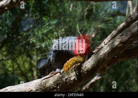 Ein Fan von Gang Gang Gang Gang Gang Cockatoos (Callocephalon Fimbriatum) hatte ihnen eine Banksia Blume zum Spielen gegeben. Dieser Mann hatte viel Spaß damit. Stockfoto