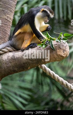 Wolfsguenon (Cercopithecus wolfii) im Zoo Atlanta in Atlanta, Georgia. (USA) Stockfoto