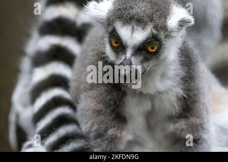 Nahaufnahme eines starrenden Lemur mit Ringschwanzflosse (Lemur catta) im Zoo Atlanta in der Nähe der Innenstadt von Atlanta, Georgia. (USA) Stockfoto