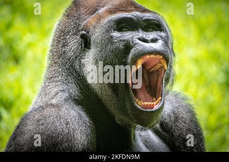 Nahaufnahme des schreienden westlichen Tiefland-Gorillas im Zoo Atlanta in Atlanta, Georgia. (USA) Stockfoto