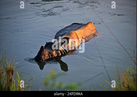 Rhino-Kühlung im Chitwan Nationalpark, Nepal Stockfoto