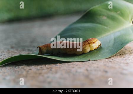 Hochauflösendes Foto der Makroaufnahme der Raupe Oleander Hawk Moth aus Südostasien auf einem grünen Hintergrund mit unscharfem Hintergrund Stockfoto