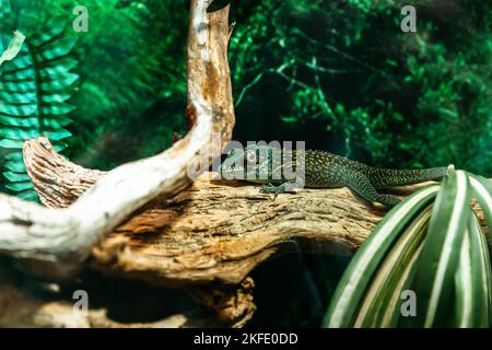 Ziliatbanane - Fressgecko - Correlophus ciliatus - im Terrarium Stockfoto