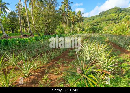 Junge Ananaspflanzen, die auf einer Plantage auf der tropischen Insel Rarotonga, Cook Islands, wachsen Stockfoto