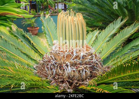 Frische neue Blätter aus der Krone der Cycas revoluta, einem Zykad (Mitglied einer alten Gruppe palmenartiger Pflanzen) Stockfoto