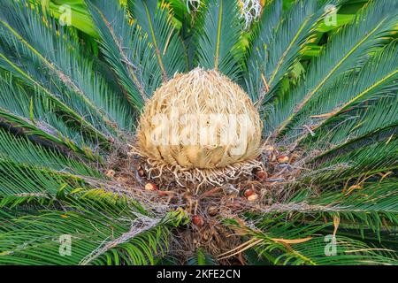 Ein Weibchen auf einem Zykad, Cycas Revoluta, auch bekannt als Sago-Palme. Zykaden sind eine alte Gruppe palmenartiger Pflanzen Stockfoto