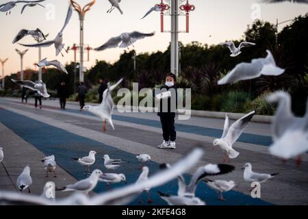 Kunming, Chinas Provinz Yunnan. 17.. November 2022. Ein Kind füttert Schwarzkopfmöwen am Ufer des Dianchi-Sees in Kunming, südwestlich der Provinz Yunnan, am 17. November 2022. Quelle: Wang Guansen/Xinhua/Alamy Live News Stockfoto