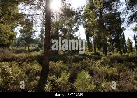 Mediterraner Kiefern- und Zypressenwald bei Jerusalem, Israel Stockfoto