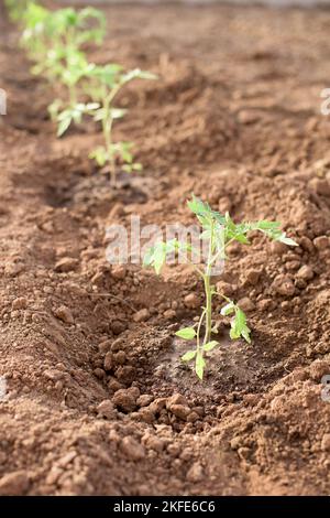 Neu gepflanzte Tomatenpflanze in einem Gemüsegarten im Frühjahr Stockfoto