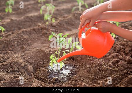 Mutter und Kind Wasser im Frühjahr neu gepflanzte Tomatenpflanze in einem Gemüsegarten Stockfoto