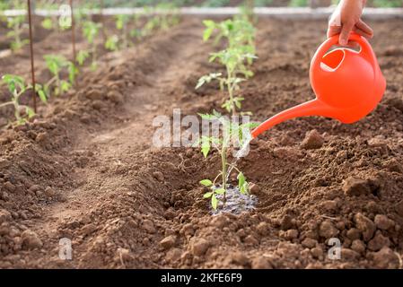 Arbeiter wird woteringewly Tomatenpflanze in einem Gemüsegarten im Frühjahr gepflanzt Stockfoto