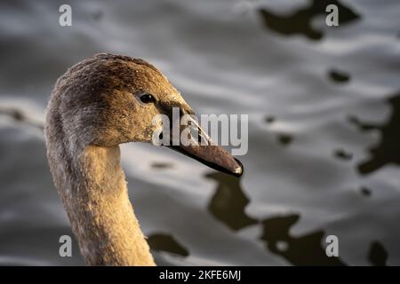 Junger Schwan Porträt Nahaufnahme, Kopf und Hals eines braunen Cygnet mit Wassertropfen. Stockfoto