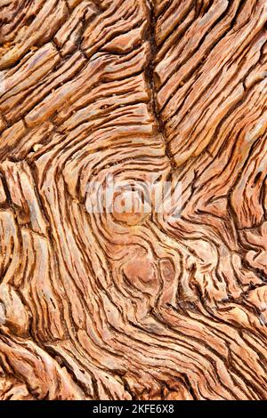 Nahaufnahme von versteinertem Holz, das in den Regionen Utah und Arizona in Amerika gefunden wurde Stockfoto