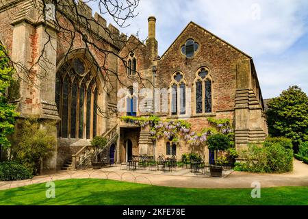 Die blühende Glyzinie wurde entlang der Außenwand der Bischofspalastkapelle in Wells, Somerset, England, Großbritannien, trainiert Stockfoto