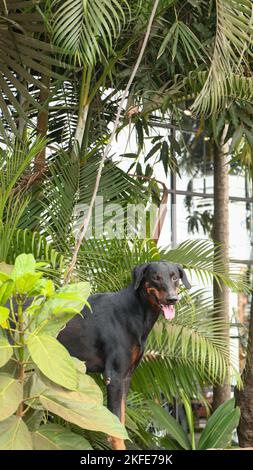 Ein schwarzer Doberman-Pinscher-Hund, der an einem Sommernachmittag zwischen grünen Pflanzen und Bäumen in der Nähe des Zauns steht Stockfoto