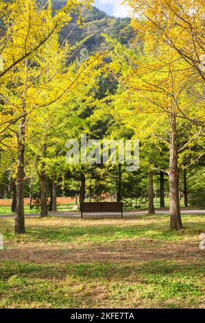 Leere Holzbank unter den gelben Ginkgo biloba Bäumen, die im Herbstwald im Nationalpark wachsen Stockfoto