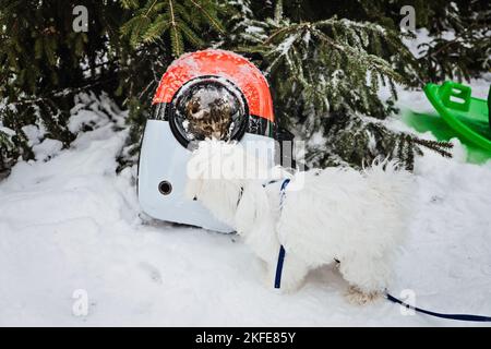 Graue Katze im Rucksack mit Bullauge im Winter Schneepark Wald im Freien. Hauskatze schaut aus dem Fenster des durchsichtigen Rucksacks und trifft Hund ein Stockfoto