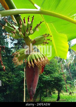 Bananenfrüchte wachsen im Dschungel. Stockfoto