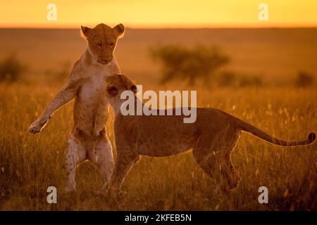 DIESE LÖWENJUNGEN wurden während der goldenen Stunde des Sonnenaufgangs im Masai Mara National Reserve, Kenia, gefangen genommen. Stockfoto