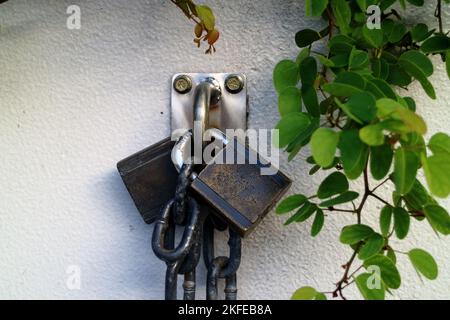 Zwei rostige Schlösser und eine Kette an einer Wand mit grüner Pflanze Stockfoto