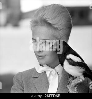 Tippi Hedren. Amerikanische Schauspielerin, geboren im januar 19 1930. Sie wurde vom Filmregisseur Alfred Hitchcock entdeckt und erhielt großes Lob für ihre Arbeit im Spannung-Thriller The Birds 1963. Abgebildet bei einem Besuch in Schweden, um für den Film zu werben. Stockfoto