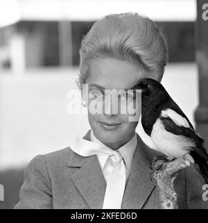 Tippi Hedren. Amerikanische Schauspielerin, geboren im januar 19 1930. Sie wurde vom Filmregisseur Alfred Hitchcock entdeckt und erhielt großes Lob für ihre Arbeit im Spannung-Thriller The Birds 1963. Abgebildet bei einem Besuch in Schweden, um für den Film zu werben. Stockfoto