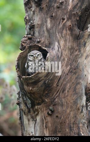 Kleine Eule: Athene noctua. Gefangener Vogel, kontrollierte Bedingungen. Hampshire, Großbritannien Stockfoto