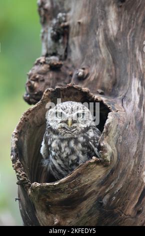 Kleine Eule: Athene noctua. Gefangener Vogel, kontrollierte Bedingungen. Hampshire, Großbritannien Stockfoto