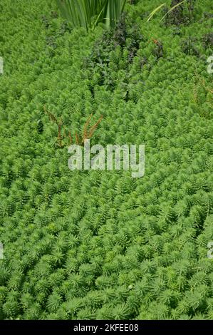 Papageienfeder: Myriophyllum aquaticum. Hochinvasive Pflanze im Dorfteich. East Prawle, Devon. Stockfoto