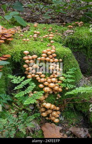 Ummanteltes Woodtuft: Kuehneromyces mutabilis. Surrey, Großbritannien. Stockfoto