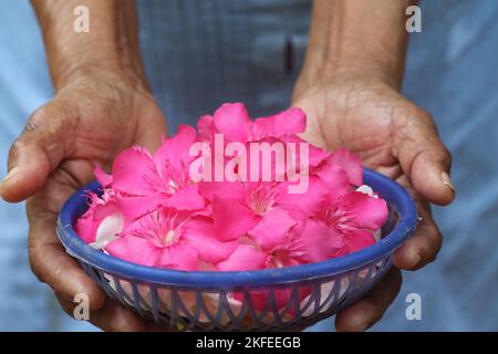 Ein rot duftender Blumeeimer in den Händen. Blumen an den herrn. Selektiver Fokus. Stockfoto