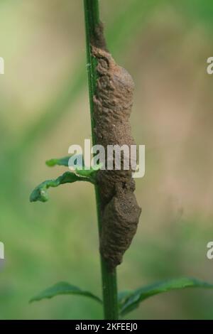 Nahaufnahme eines Lehmtauberwespen- oder Sceliphron-Caementariumhauses aus Ton oder Schlamm. Selektiver Fokus. Stockfoto