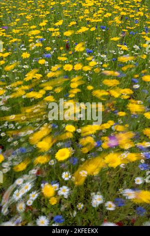 Gesät Wildflower Wiese mit Ox Eye Daisy, Corn Marigold, Corncocle, Kornblume, weht in der Brise. Surrey, Großbritannien Stockfoto