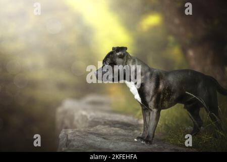 Staffordshire Bullterrier Stockfoto