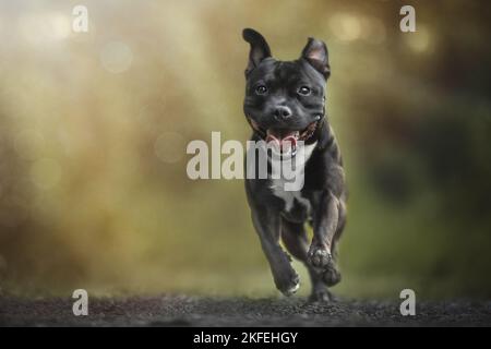 laufenden Staffordshire Bullterrier Stockfoto