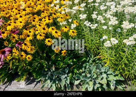 Gemischt, Pflanzen, Weiß, Gelb, Blumen, Rudbeckia 'Goldsturm', Anaphalis margaritacea 'Neuschnee', Blumenbeet, Rudbeckia, Anaphalis Stockfoto