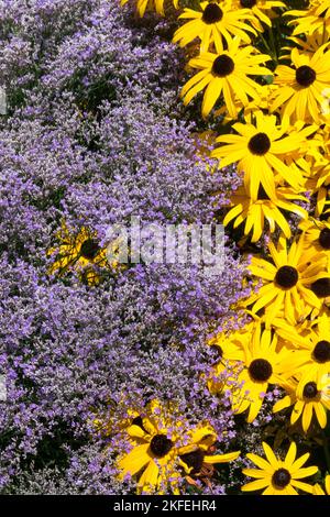 Violette gelbe Blumen Schwarze-Augen-Susan, Rudbeckia Goldsturm, Limonium Latifolium Garten, Lavendel gemischt, Blumenbett Stockfoto