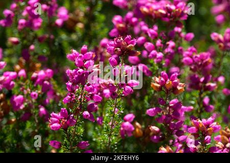 Erica cinerea, Glockenheide, Rose, Rosa, Blume, Nahaufnahme, Blühend, Heide Stockfoto