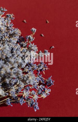 Bund trockener Lavendel auf rotem Hintergrund. Stockfoto