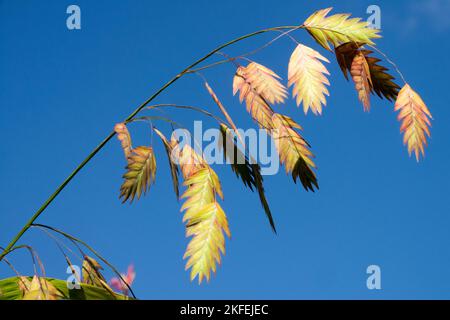 Samen auf Dekorationsgras, Stacheln, Nordsee-Hafer, Chasmanthium latifolium Ziergras indischer Holzhafer, Spangle-Gras Stockfoto